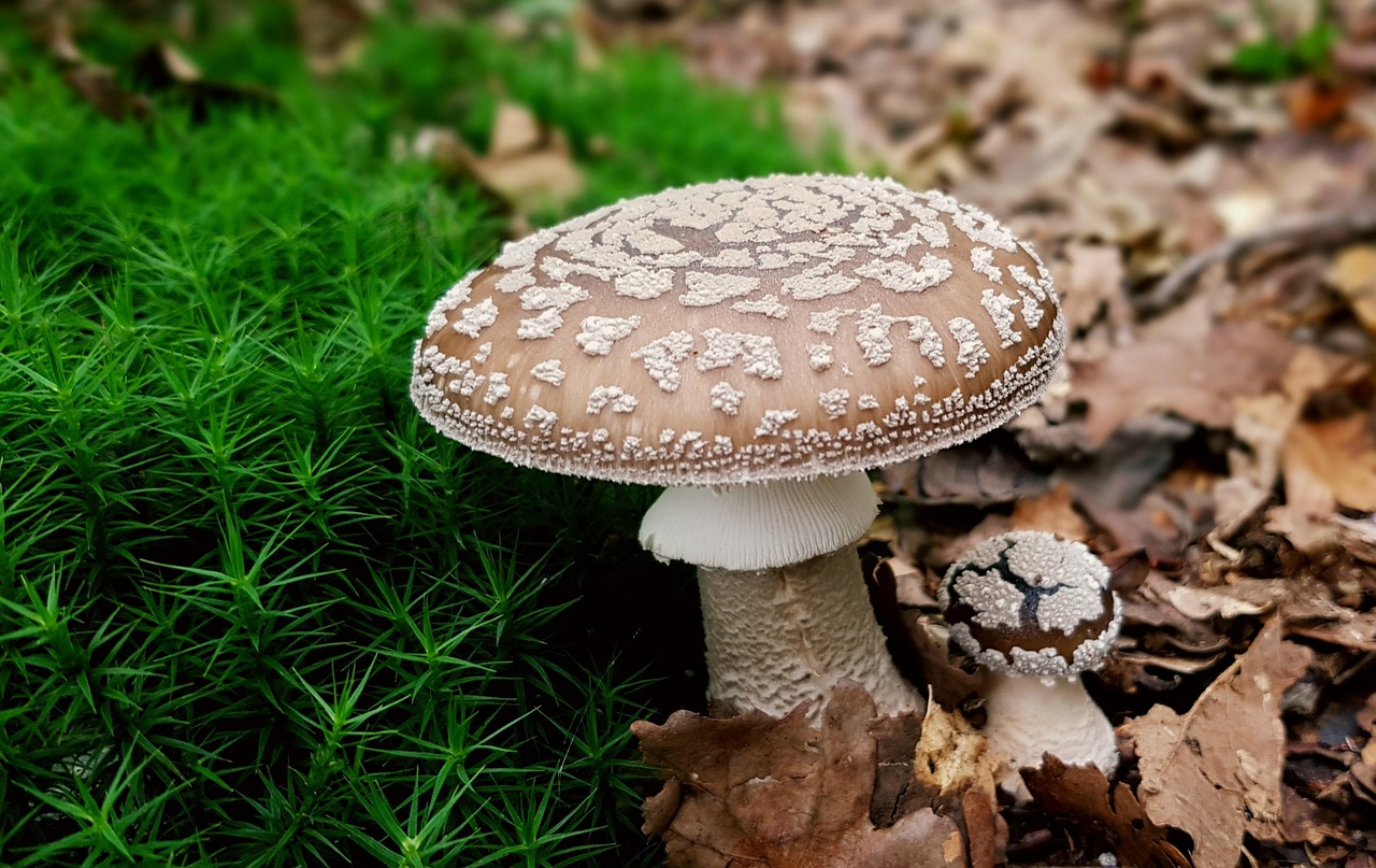 Common Lookalikes and Poisonous Mushrooms Species