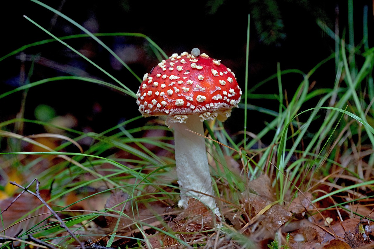 Poisonous Mushrooms Foraging Tips & Safety Rules
