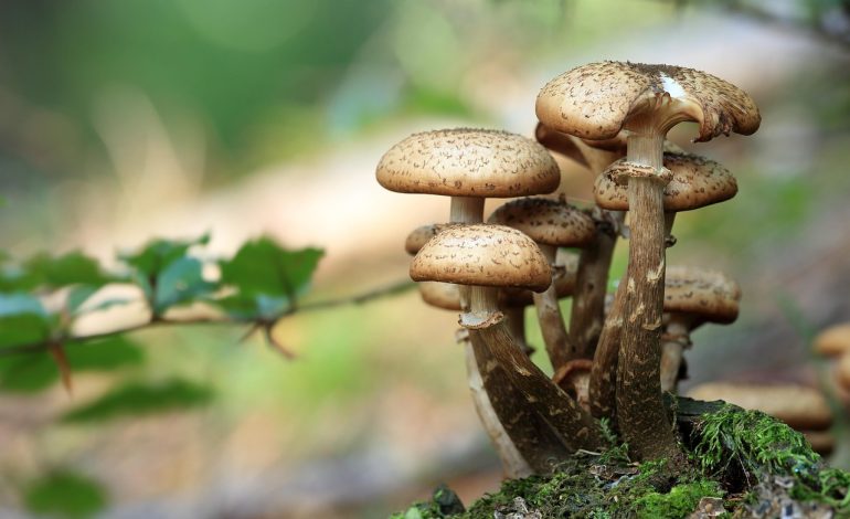 How to Identify Different Kinds of Mushrooms?
