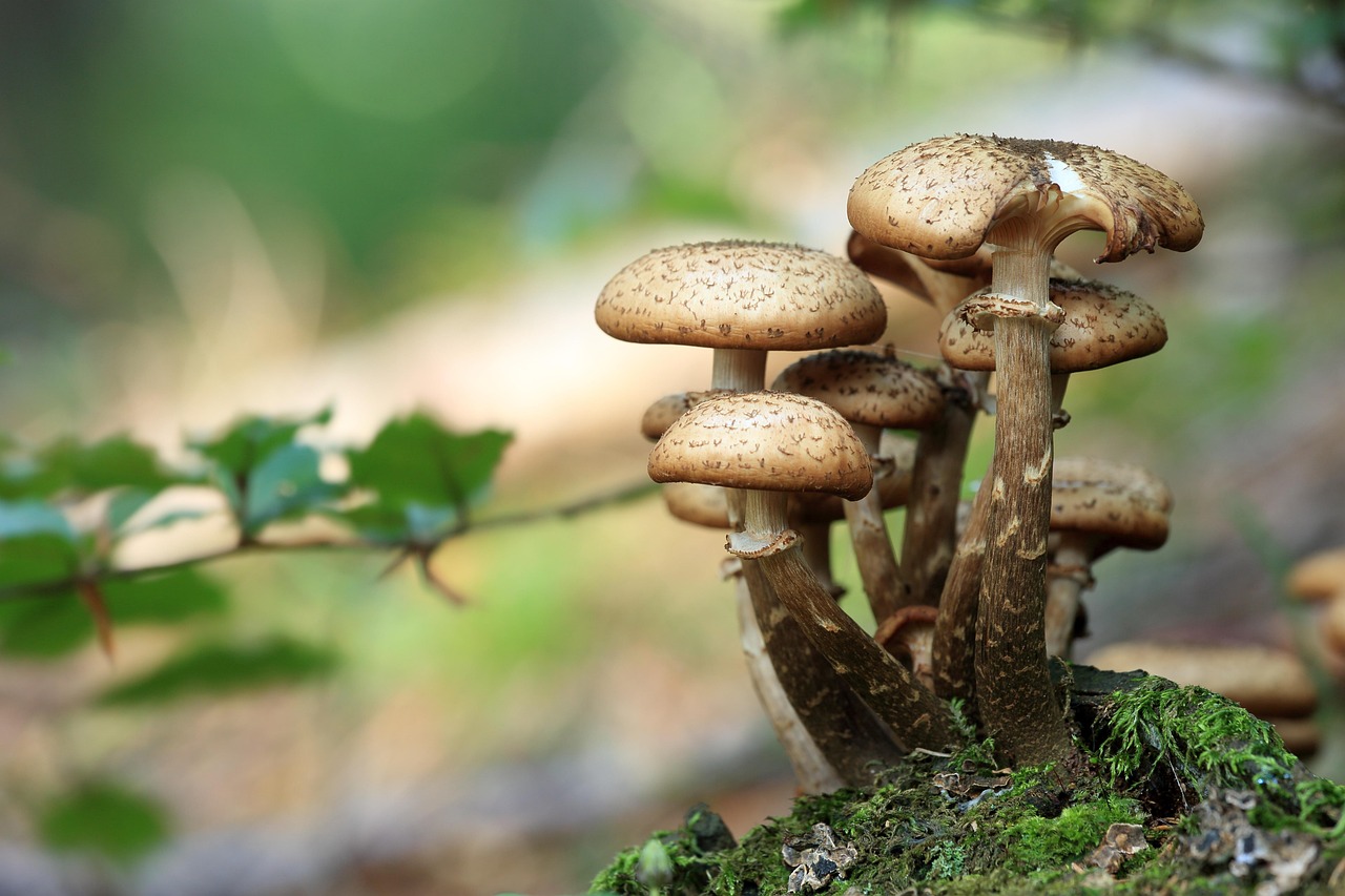 How to Identify Different Kinds of Mushrooms? 